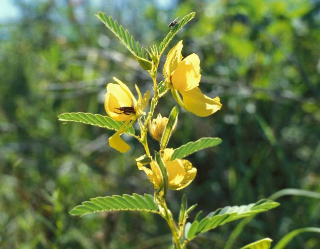 Photo of showy partridge pea plant showing flowers, leaves, and young fruits.