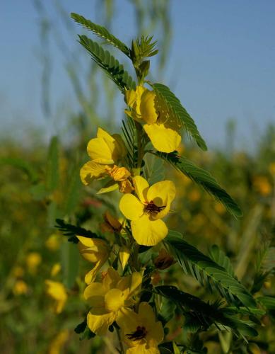 Photo of showy partridge pea plant in a field.