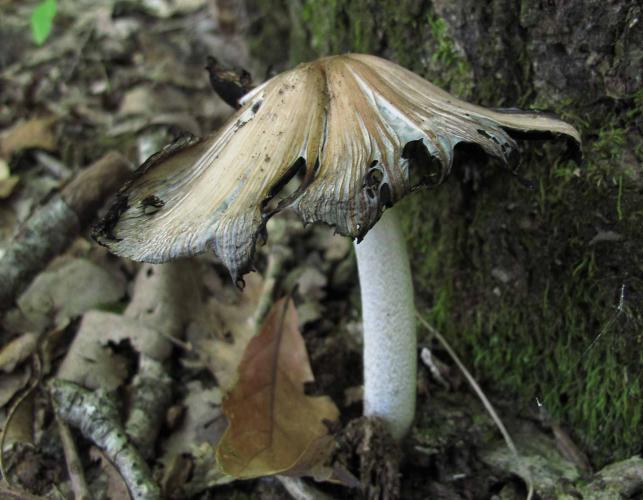 Photo of an alcohol inky mushroom, older specimen, with deliquescing edges.