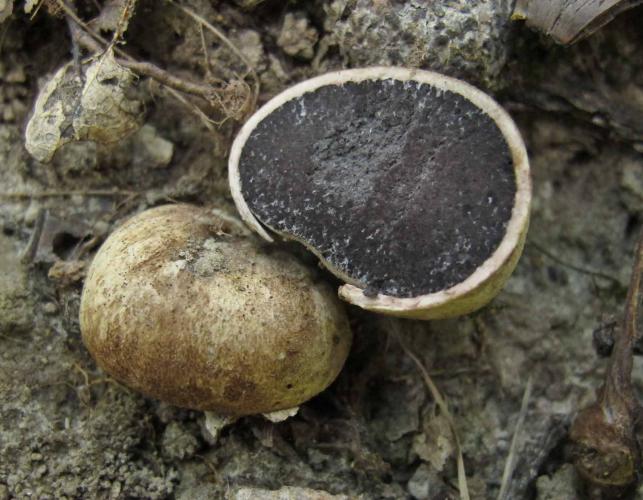 Photo of potato puffball mushroom, cut in half, showing black interior.