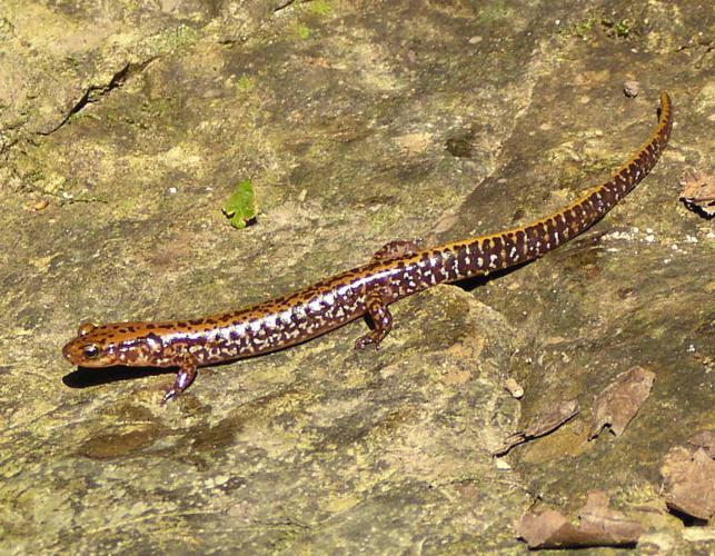 Photo of a dark-sided salamander on a rock.