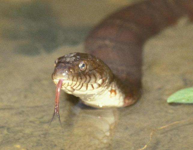 Photo of a northern watersnake, closeup on head.