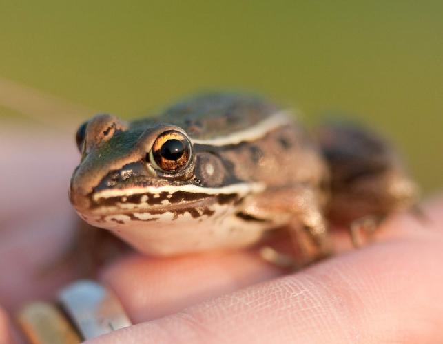 Photo of a plains leopard frog held in a person’s hand.