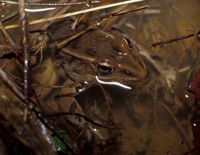 Photo of a southern leopard frog with water springtails.
