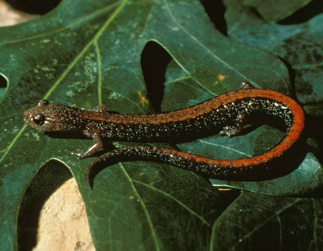 Photo of a southern red-backed salamander on an oak leaf.