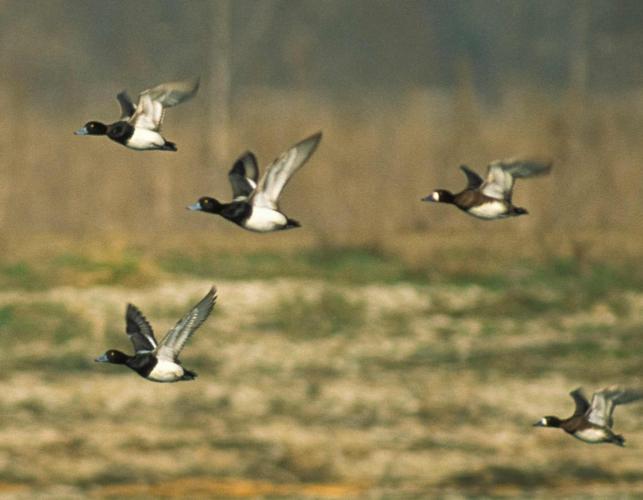 Photo of five lesser scaups flying at Eagle Bluffs Conservation Area.
