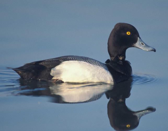 Photo of a male lesser scaup floating on water.