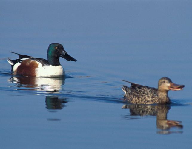 Photo of a northern shoveler pair swimming on the water surface.