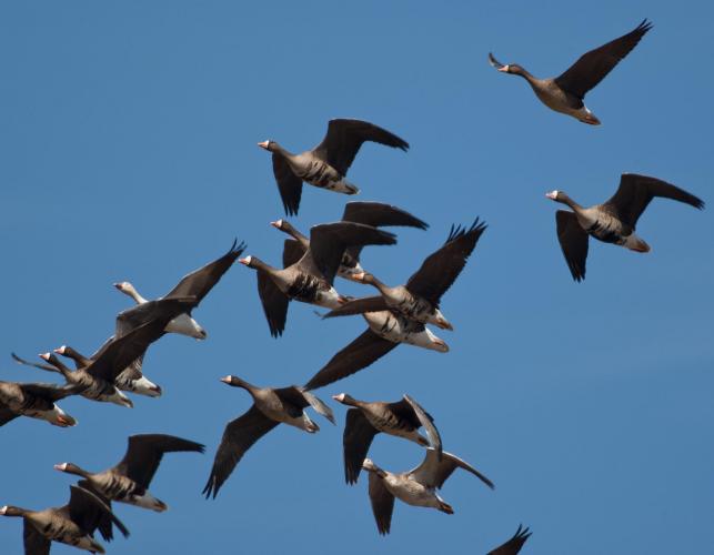 Photo of several white-fronted geese in flight.