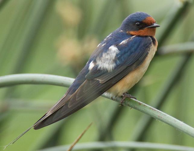 Photo of an adult barn swallow.
