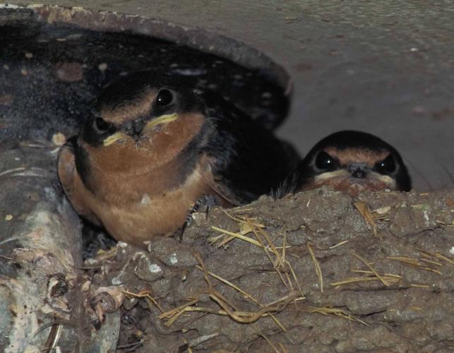 Photo of two young barn swallows looking out of their nest.