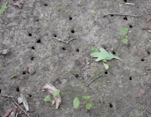 Many periodical cicada emergence holes in bare ground.