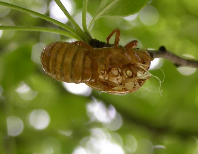 Photo of a periodical cicada molt still clinging to a tree twig.