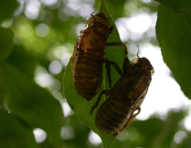 Photo of two periodical cicada molts on a single leaf.