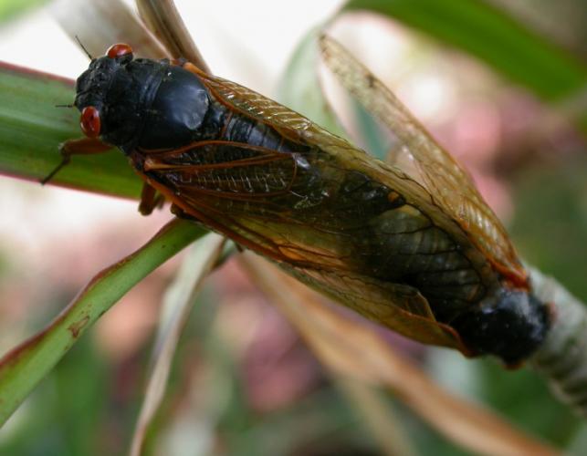 Photo of two periodical cicadas mating.
