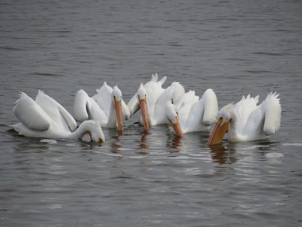 White Pelicans at Eagle Bluffs CA