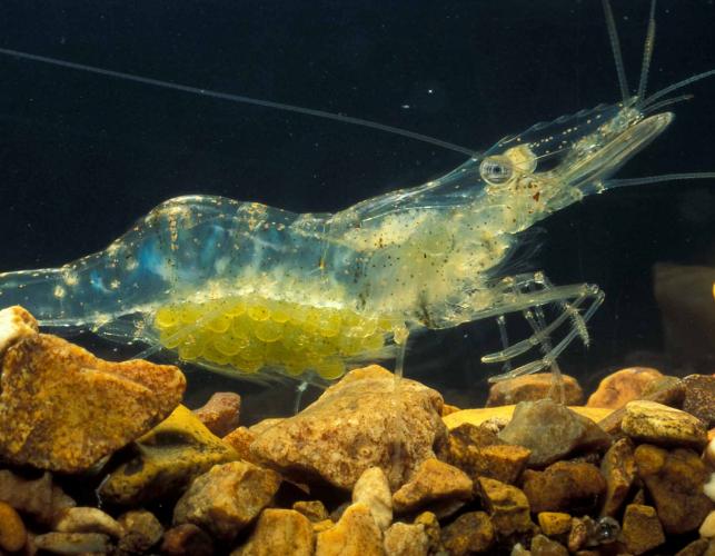 Photo of a gravid Mississippi grass shrimp in an aquarium.