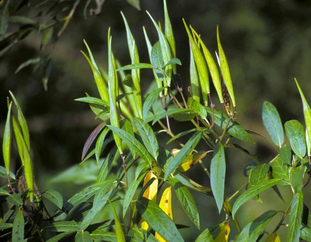 Photo of swamp milkweed, green fruit pods on plant.