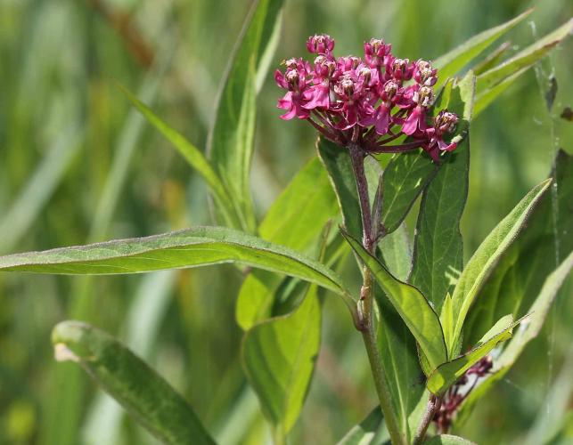 Photo of swamp milkweed, top of plant with flower cluster.