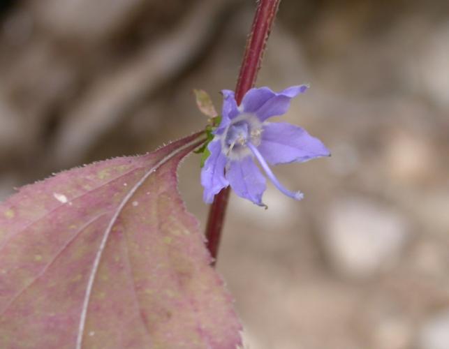Photo of a tall bellflower with a reddish leaf because it's fall.