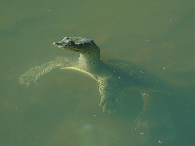 Midland Smooth Softshell turtle with its head and neck out of the water. The rest of its body is visible through the water. Webbed feet are prominent.