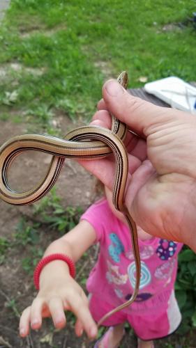 Western slender glass lizard being held in a person's hand, with an out of focus child in the background