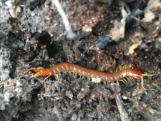 A 4-inch red centipede with yellow legs crawls on soil. 