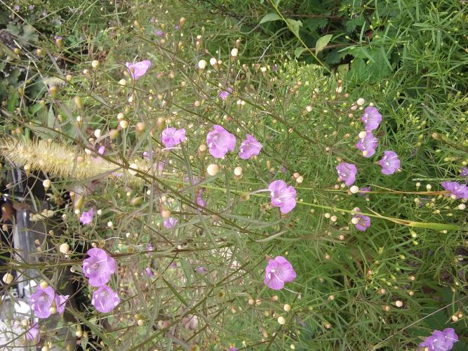 Pale purple flowers on spindly stems. Long narrow leaves grow opposite on the stems.