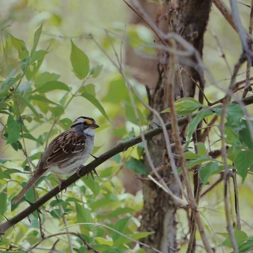 A small brown bird with yellow patches above its eyes sits on a branch in a wooded area.