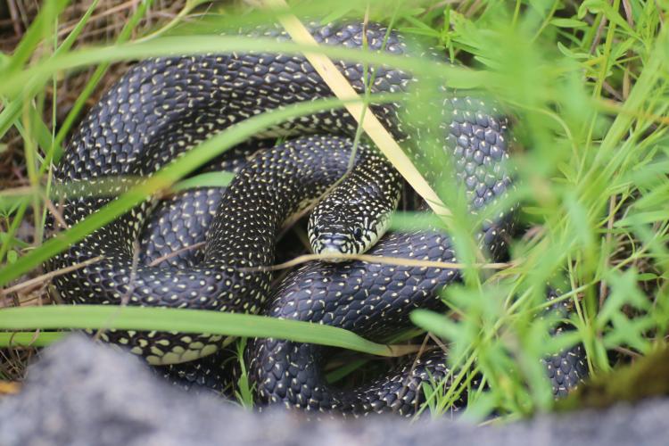 A black snake with yellow speckles is coiled in the grass