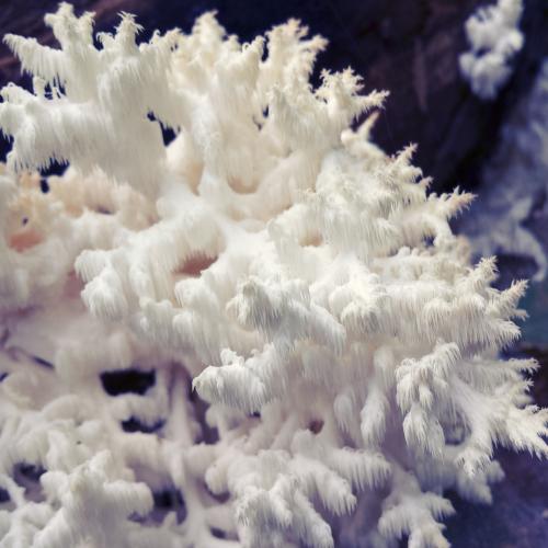 close up of mushroom. It looks like a snow-covered pine tree.