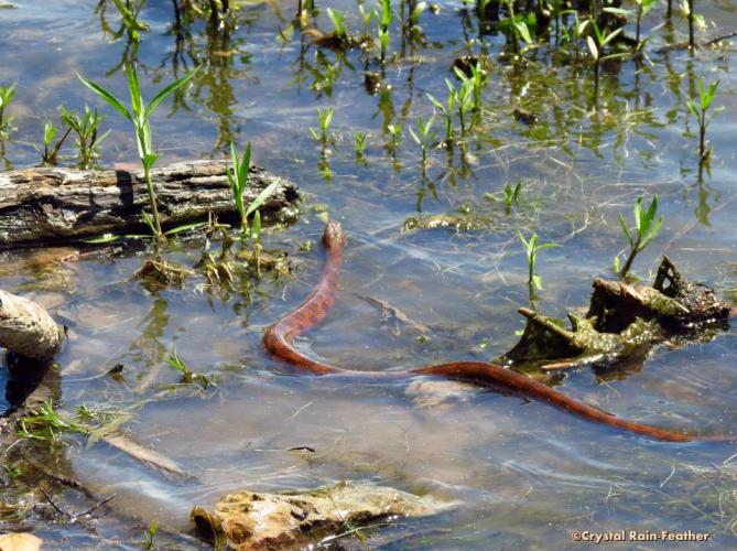 Snake swimming away from shoreline. The water makes its reddish color more pronounced.