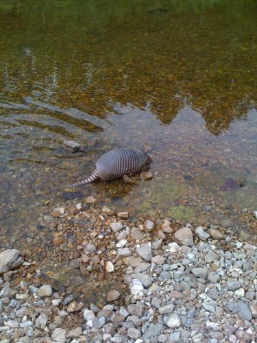Armadillo wading in a clear, rocky stream at Indian Creek in Lake Ozark