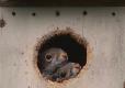 Two squirrels poke their head out of a hole in a nesting box
