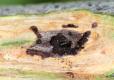 walnut twig beetles in a walnut canker