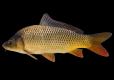 Common carp side view photo with black background