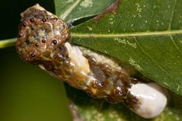 Giant swallowtail caterpillar feeding on a leaf