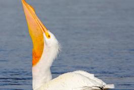 Pelican swallowing a fish