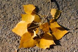 Cottonwood twig with yellow leaves lying on a trail in fall