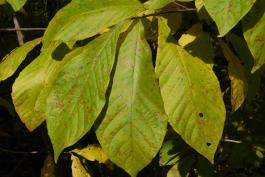 Pawpaw leaves in fall color