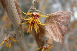 Ozark witch-hazel blossoms, also showing trunk texture and brown, dry leaves