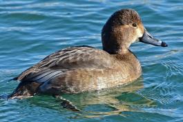 Female redhead duck floating on water