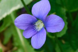 Common violet, closeup of flower