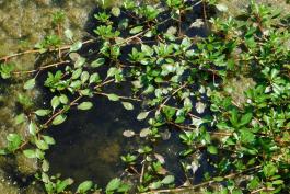 Water primrose stems spreading across the surface of a pond