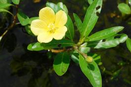 Water primrose flower, bud, and leaves