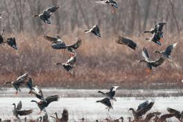 Several greater white-fronted geese flying near water at Eagle Bluffs Conservation Area