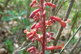 Red buckeye flower cluster