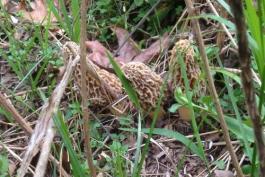 Morels in Howell County