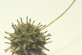 a round, green, spiny sweetgum fruit