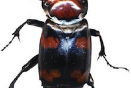 A black beetle with red marks 
